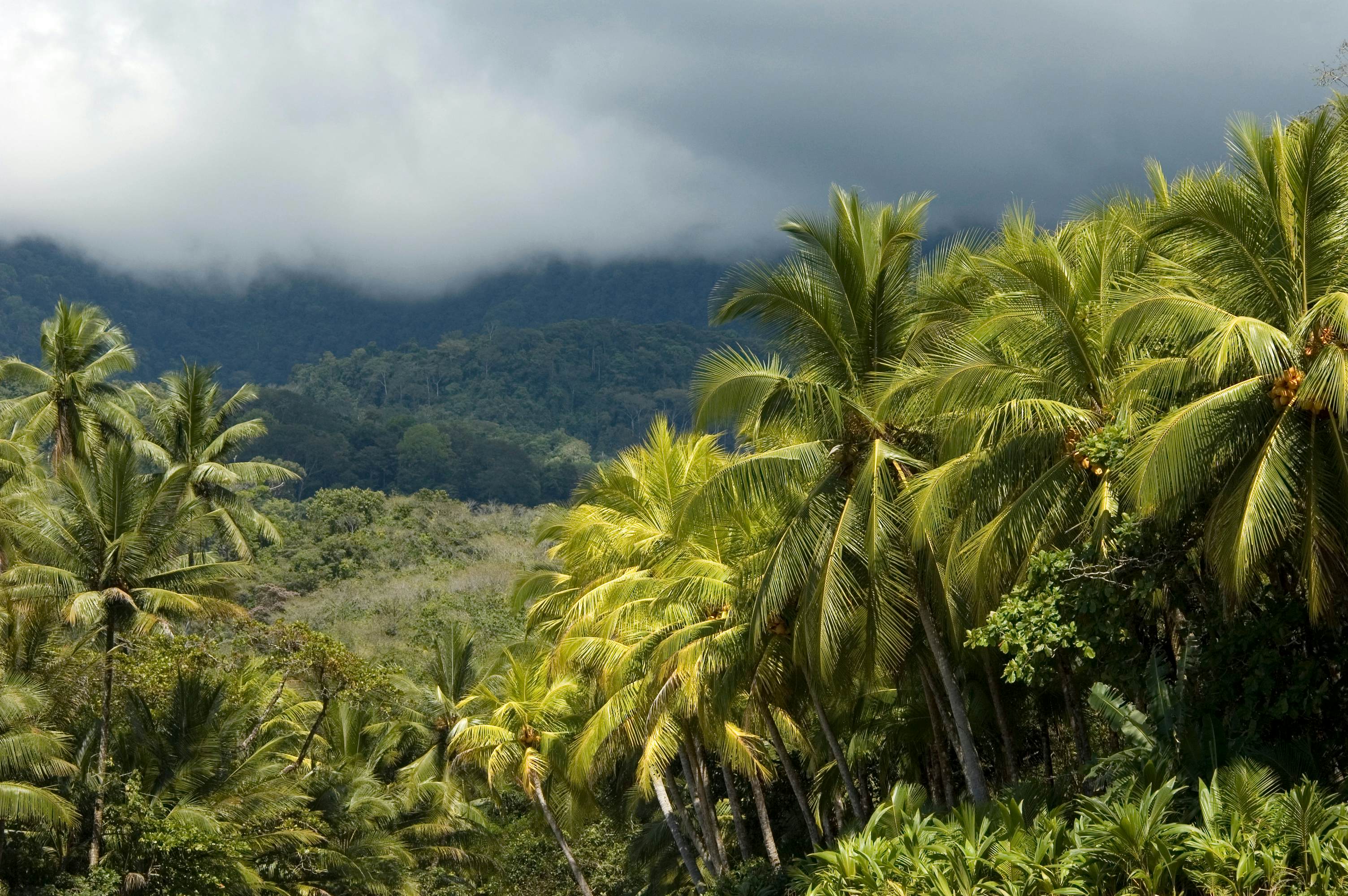 Landscape with palm trees, South Costa Rica, near Ojochal. Central America.; Shutterstock ID 1612848757; your: Erin Lenczycki; gl: 65050; netsuite: Online Editorial; full: Destination update